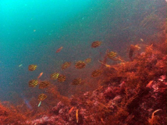 펀다이빙 - 제주도 서귀포 스쿠바라이프 - 섶섬 한개창