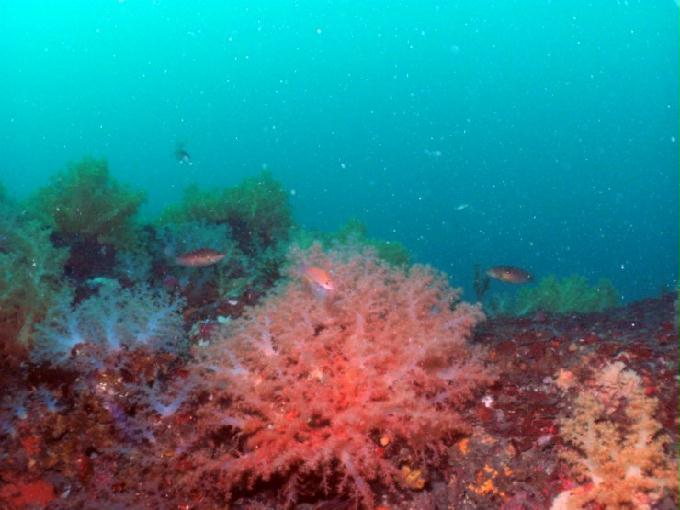 펀다이빙 - 제주도 서귀포 스쿠바라이프 - 섶섬 한개창