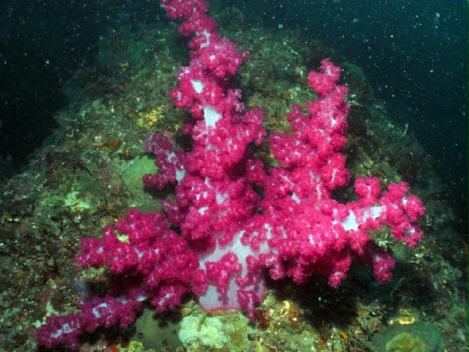 펀다이빙 - 제주도 서귀포 스쿠바라이프 - 섶섬 한개창