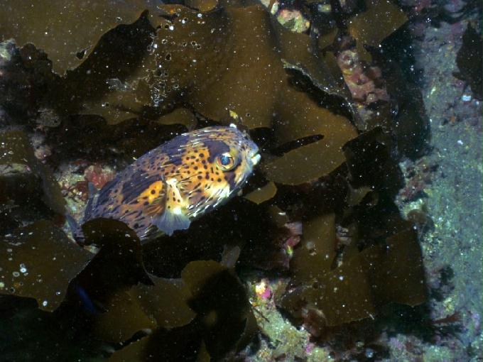 펀다이빙 - 제주도 서귀포 스쿠바라이프 - 섶섬 한개창