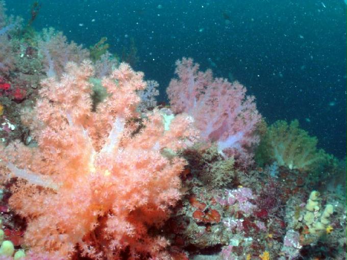 펀다이빙 - 제주도 서귀포 스쿠바라이프 - 섶섬 너알