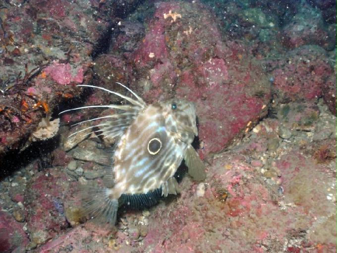 펀다이빙 - 제주도 서귀포 스쿠바라이프 - 섶섬 한개창