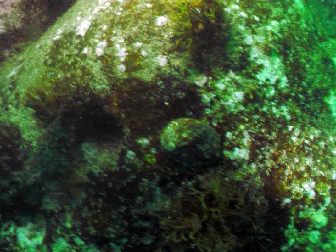 펀다이빙 - 강원도 고성 LF문암리조트 - 명파대