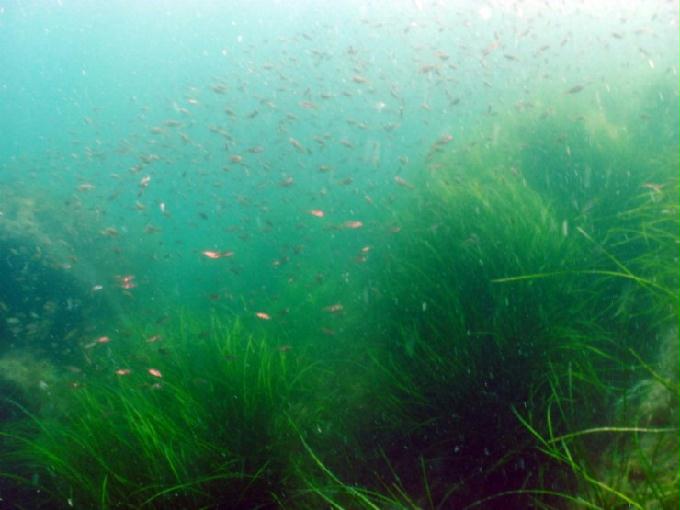 펀다이빙 - 강원도 강릉 경포다이브리조트 - 십리바위