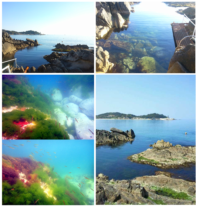 ow 개방수역 첫 다이빙 - 강원도 고성군 문암리조트 - 비치포인트