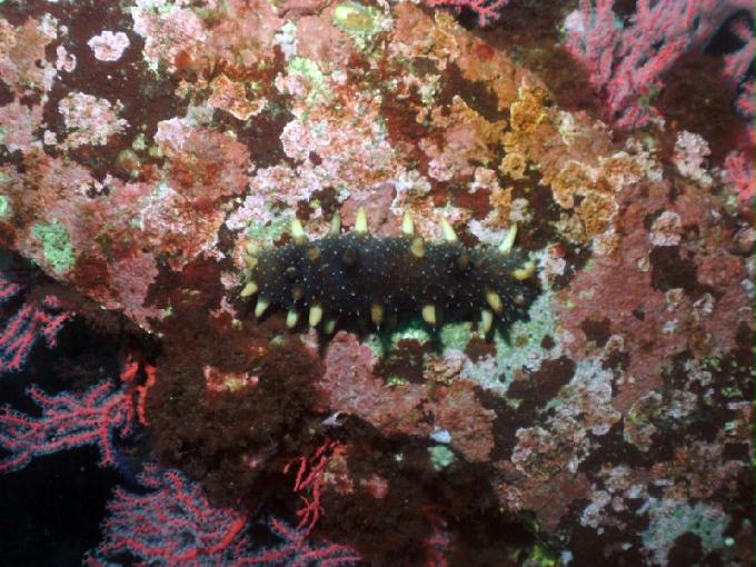 펀다이빙 - 강원도 양양 팀스쿠버 - 샌드블럭