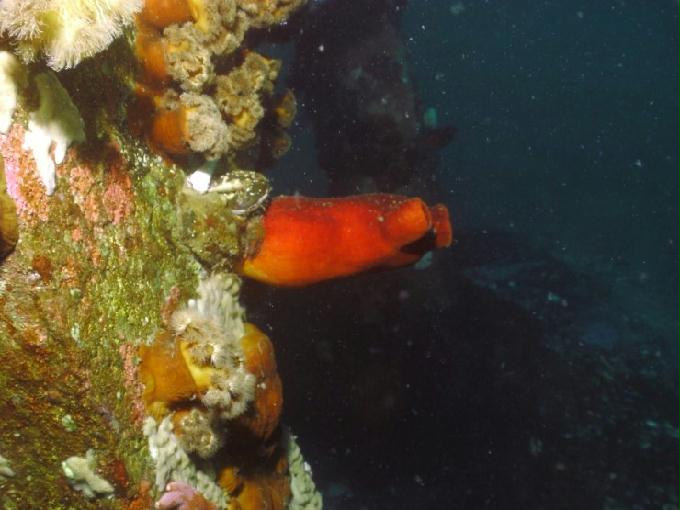 펀다이빙 - 강원도 양양 팀스쿠버 - 샌드블럭