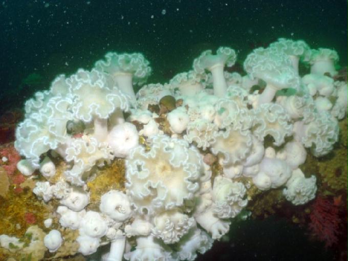 펀다이빙 - 강원도 양양 팀스쿠버 - 샌드블럭