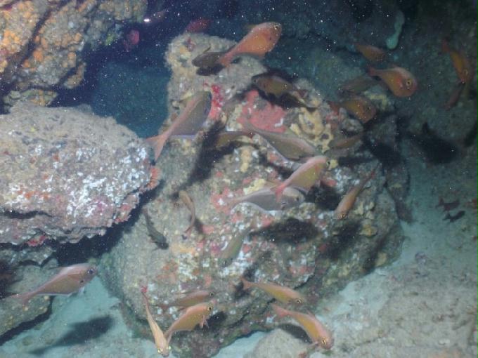 펀다이빙 - 사이판 다이브Y2K - 그루토(GROTTO)