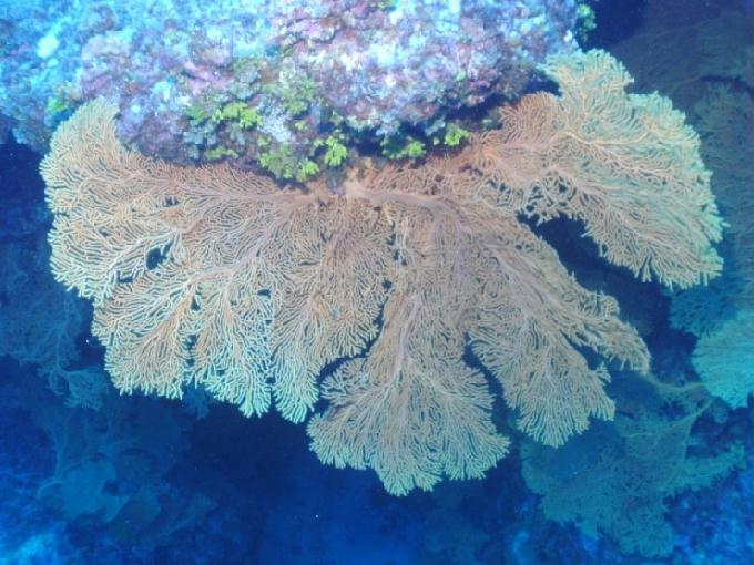 펀다이빙 - 사이판 다이브Y2K - 그루토(GROTTO)