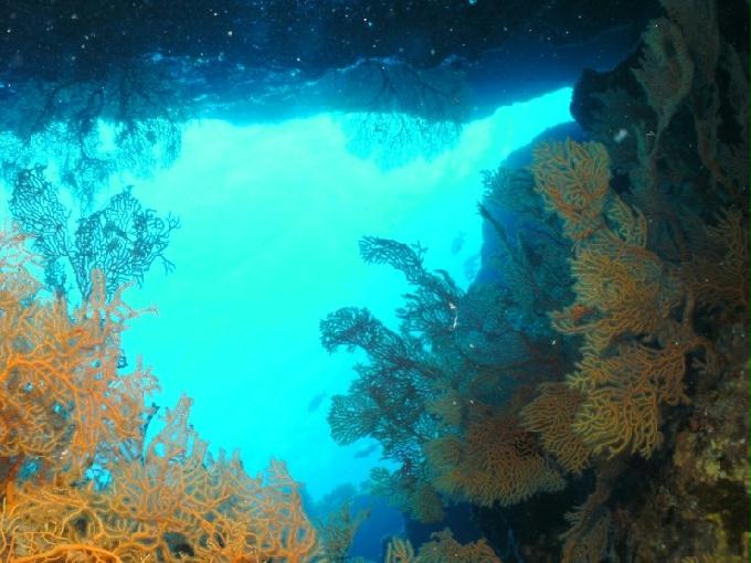 펀다이빙 - 사이판 다이브Y2K - 그루토(GROTTO)