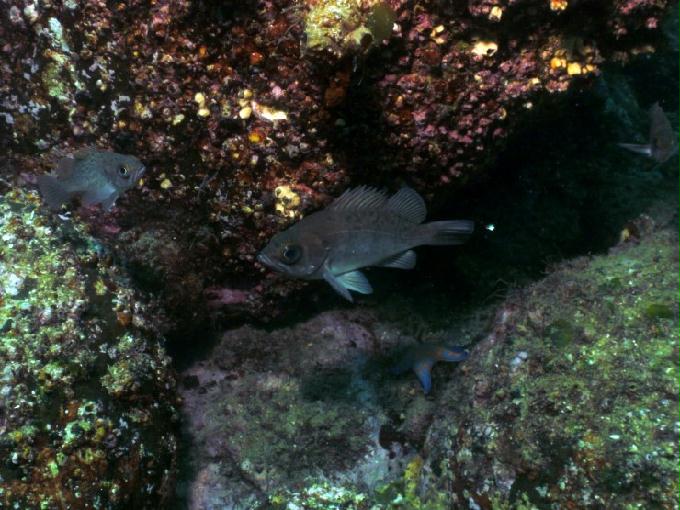 펀다이빙 - 경남 남해 하야루비 - 마안도