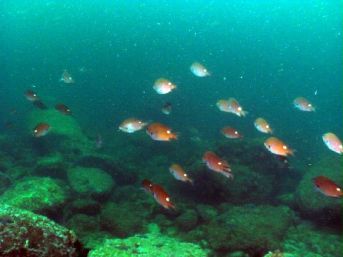 펀다이빙 - 경남 남해 하야루비 - 마안도