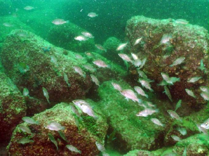 펀다이빙 - 경남 남해 하야루비 - 마안도