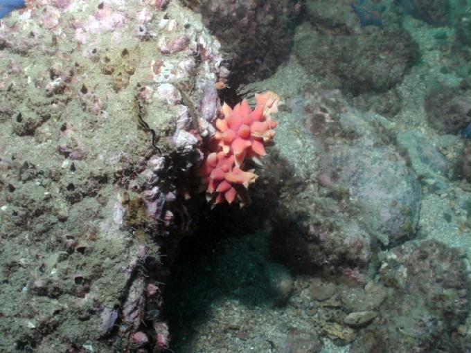 펀다이빙 - 경남 남해 하야루비 - 마안도