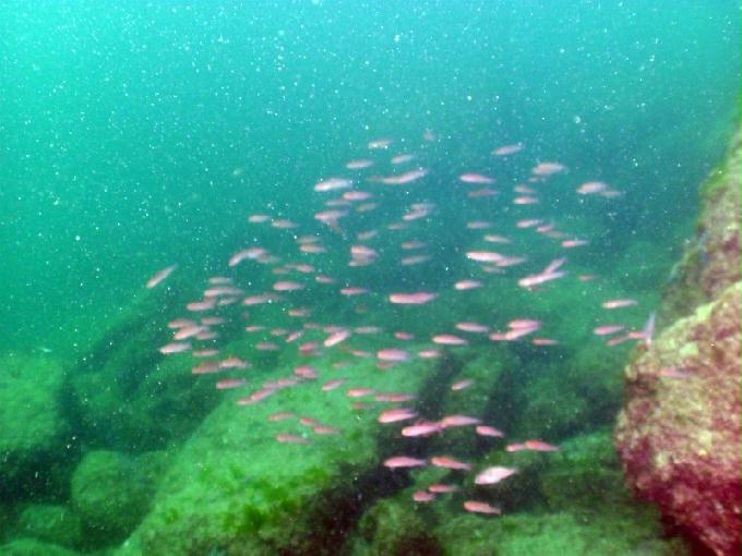 펀다이빙 - 경남 남해군 하야루비 - 마안도