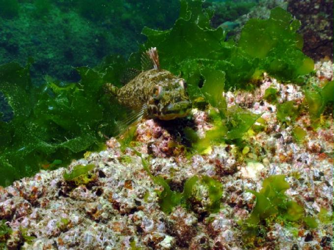 펀다이빙 - 경남 남해군 하야루비 - 마안도