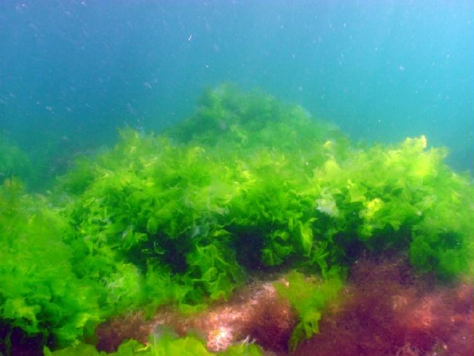 펀다이빙 - 경남 남해군 하야루비 - 마안도