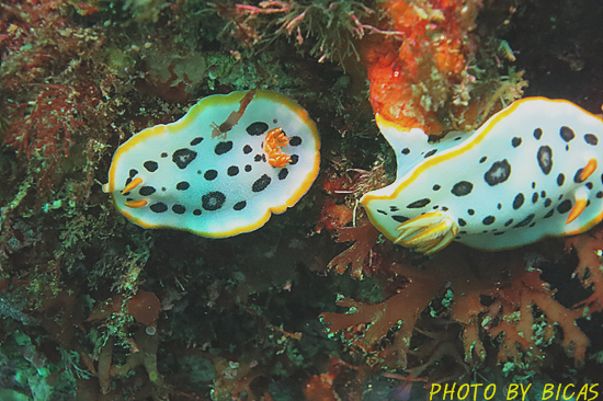 펀다이빙 - 강원도 강릉 경포다이브리조트 - PT