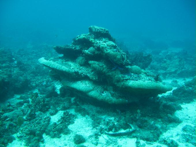 House Reef 체크 다이빙 - 막탄, 필리핀 - DIVE LAB. House Reef