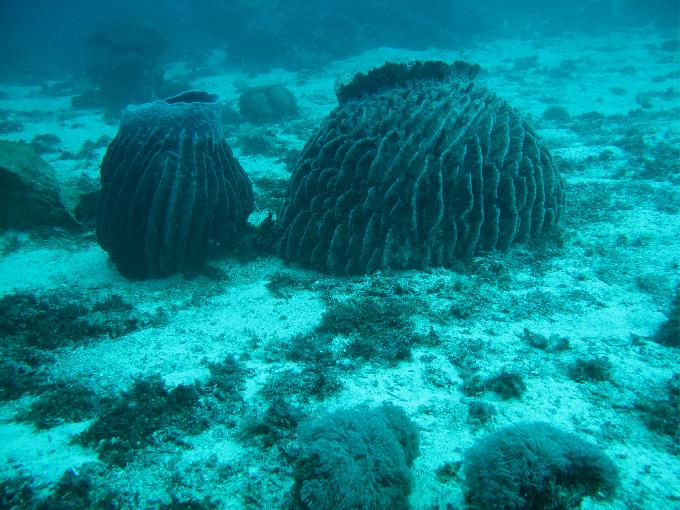 House Reef 체크 다이빙 - 막탄, 필리핀 - DIVE LAB. House Reef