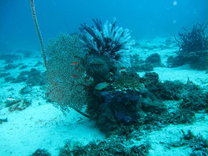 House Reef 체크 다이빙 - 막탄, 필리핀 - DIVE LAB. House Reef