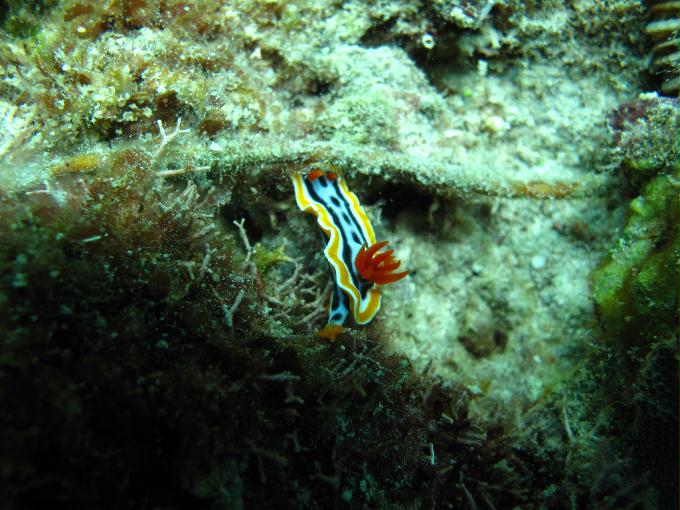 House Reef 체크 다이빙 - 막탄, 필리핀 - DIVE LAB. House Reef