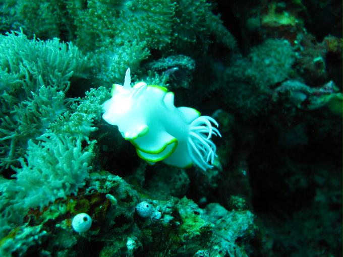 펀 다이빙 - 막탄, 필리핀 - DIVE LAB. House Reef