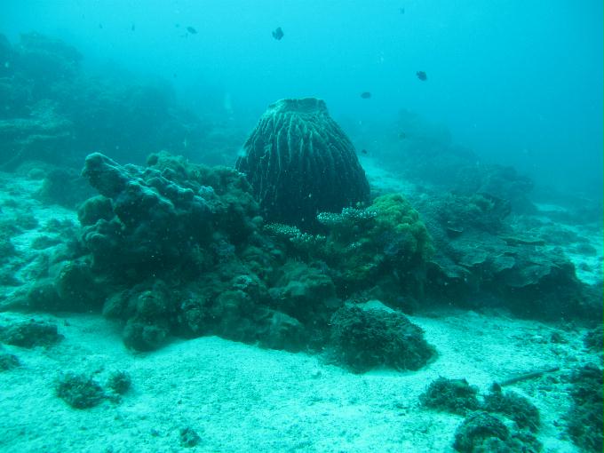 펀 다이빙 - 막탄, 필리핀 - DIVE LAB. House Reef