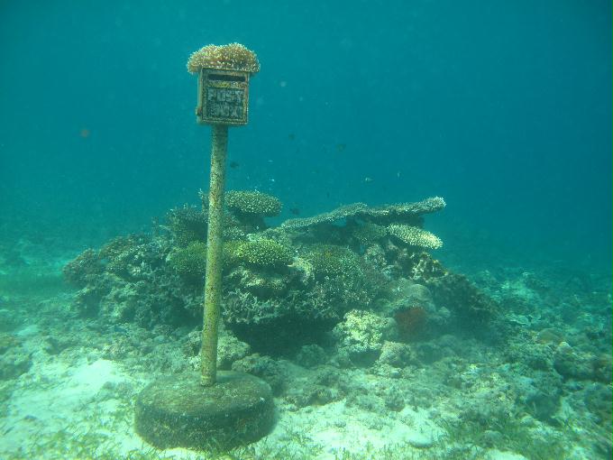 펀 다이빙 - 막탄, 필리핀 - DIVE LAB. House Reef