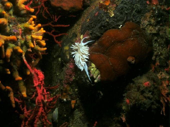 펀다이빙 - 강원도 강릉 바하마 다이브리조트 - 인공어초