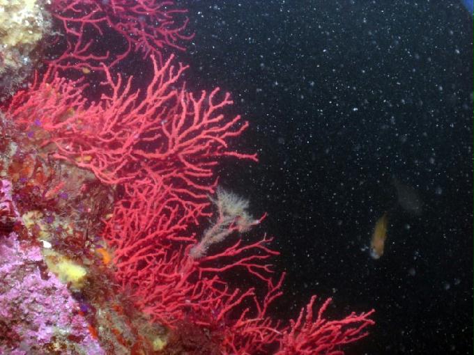 펀다이빙 - 강원도 강릉 바하마 다이브리조트 - 인공어초