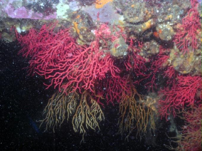 펀다이빙 - 강원도 강릉 바하마 다이브리조트 - 인공어초