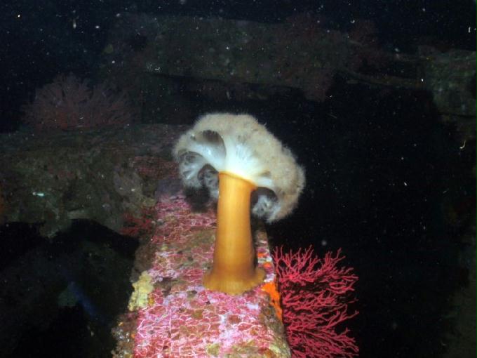 펀다이빙 - 강원도 고성 LF문암리조트 - 인공어초