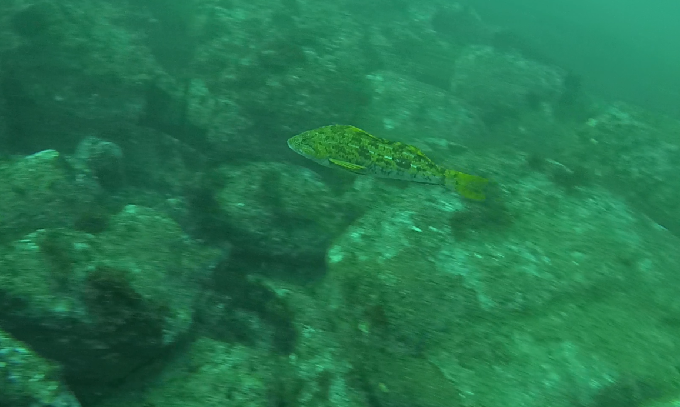 펀다이빙&지도그리기 - 강원도 강릉 바하마 다이브리조트 - 아가짬