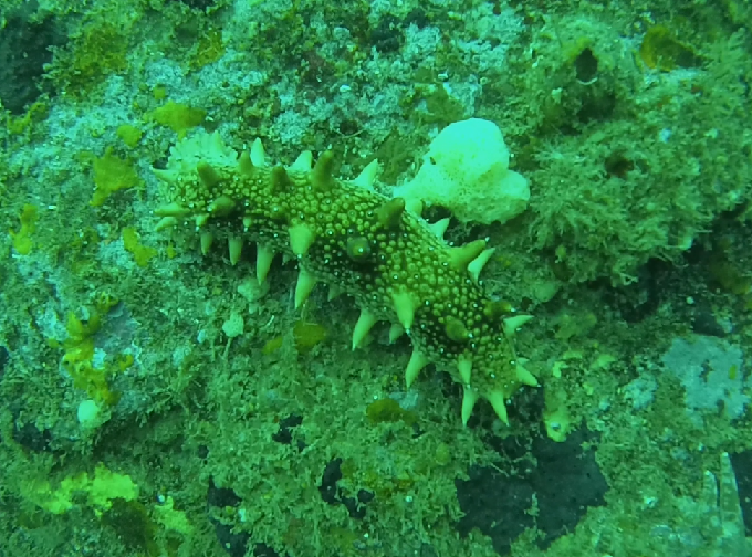 펀다이빙&지도그리기 - 강원도 강릉 바하마 다이브리조트 - 아가짬