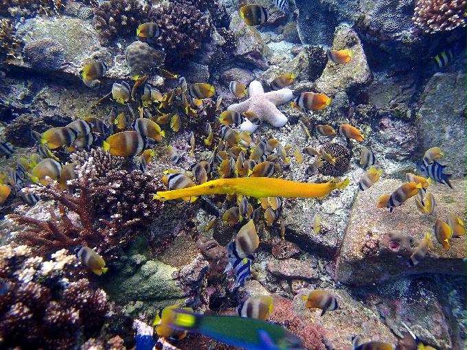 Fun Diving - 필리핀 민도르 사방 - Verde Island