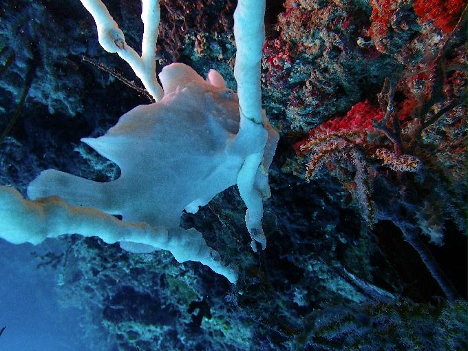 Fun Diving - 필리핀 민도르 사방 - Verde Island