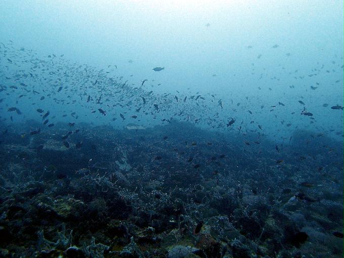 Fun Diving - 필리핀 민도르 사방 - Verde Island