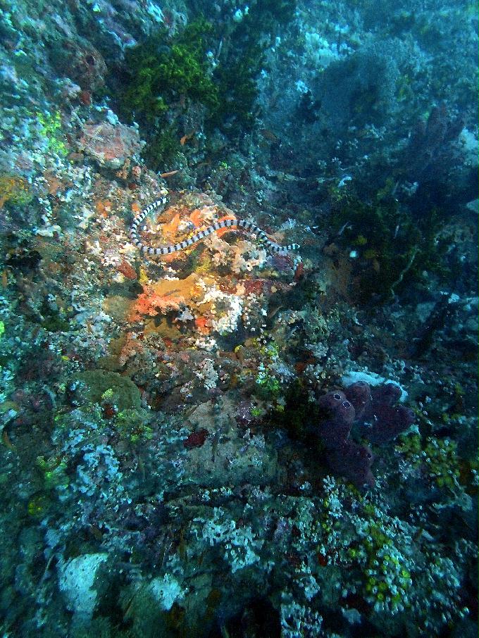 Fun Diving - 필리핀 민도르 사방 - Verde Island