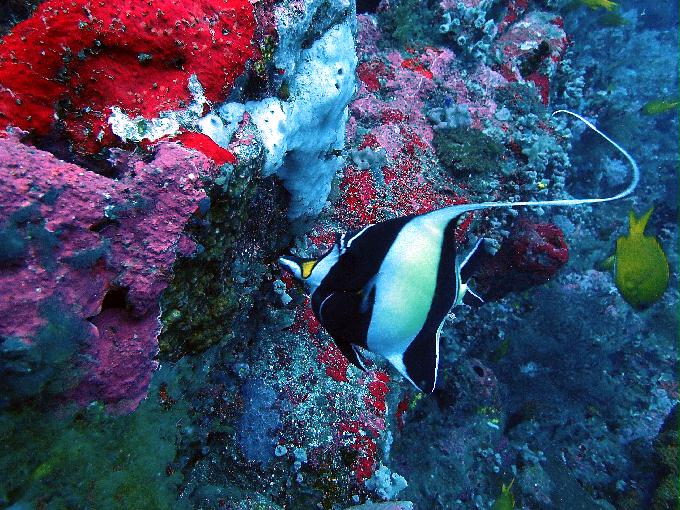 Fun Diving - 필리핀 민도르 사방 - Verde Island