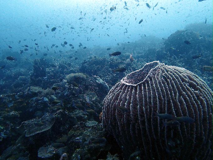 Fun Diving - 필리핀 민도르 사방 - Verde Island