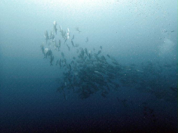 Fun Diving - 필리핀 민도르 사방 - Verde Island
