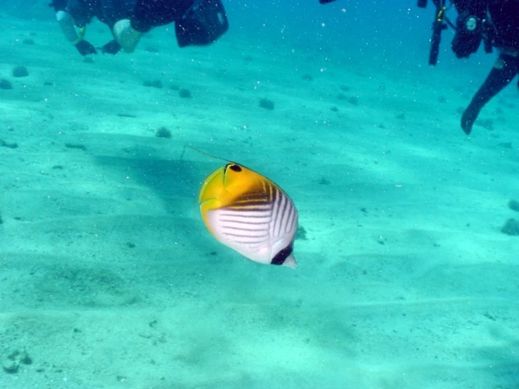 펀다이빙 - 사이판 다이브Y2K - 라우라우(LAULAU)