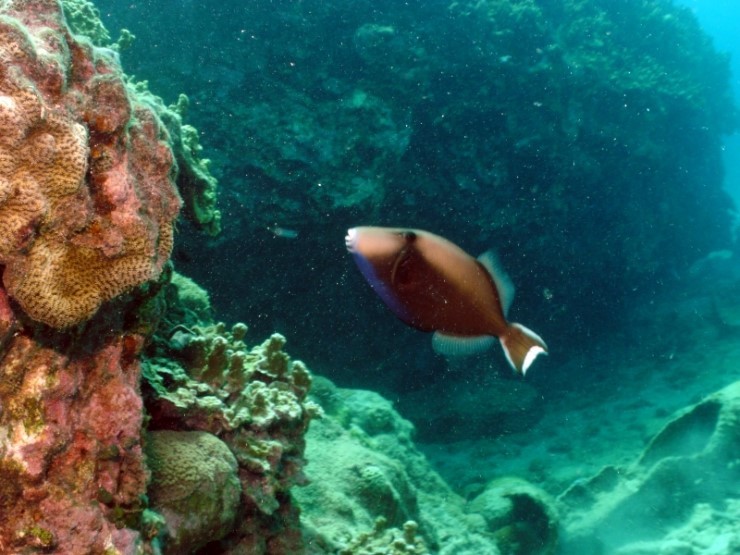 펀다이빙 - 사이판 다이브Y2K - 라우라우(LAULAU)