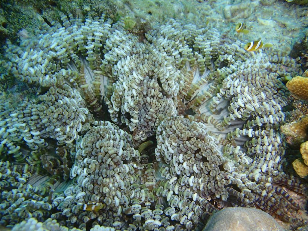 네비교육 - boracay - coral garden