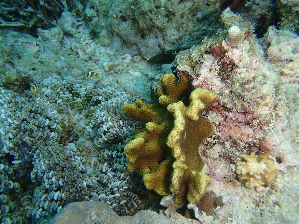 네비교육 - boracay - coral garden