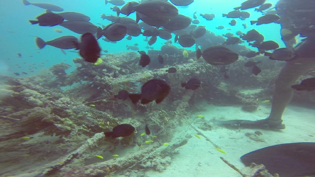 Mactan,Lapu-Lapu City,Cebu - Talima Marine Sanctuary, Olango Island