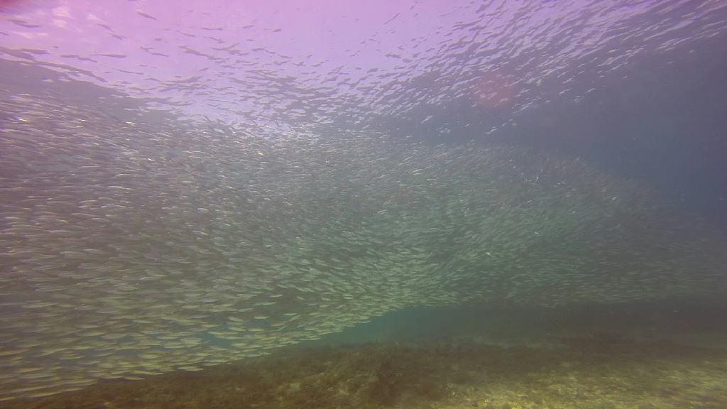 Mactan,Lapu-Lapu City,Cebu - The Kontiki Reef