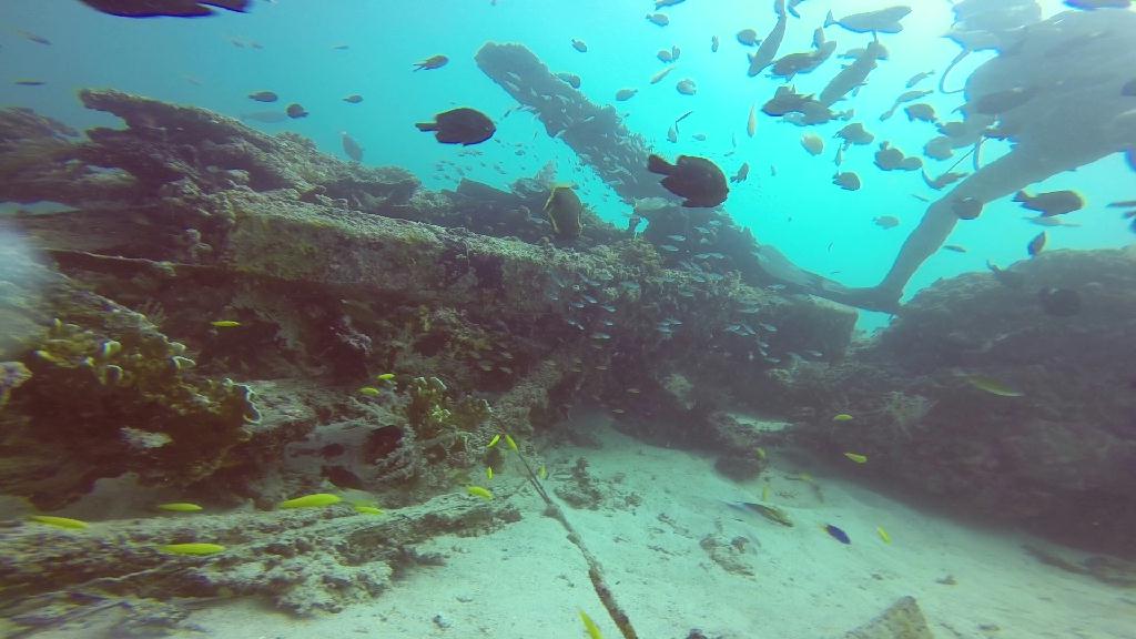 Mactan,Lapu-Lapu City,Cebu - Talima Marine Sanctuary, Olango Island
